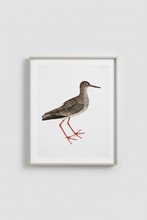 Ornis Galleries Swedish Birds - 15” x 12”